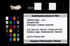 Foto (Objekt + Etikett) von Decapoda indet.  (NHMW-GEO-1990-0041-2692)